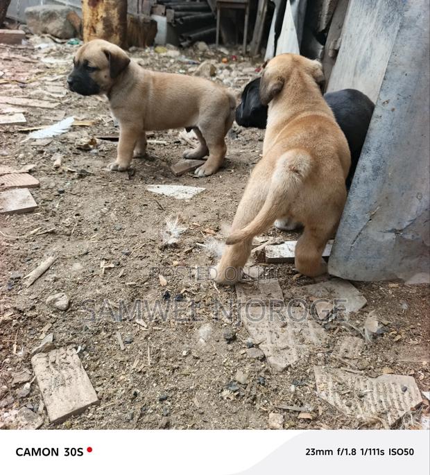 1-3 months Male Purebred Boerboel - thumbnail 10