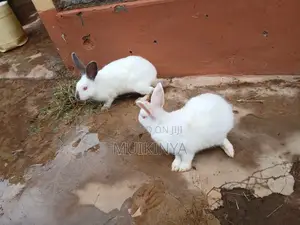 4 Month Old Hybrid Rabbits for Sale (In Thika, Kiambu)