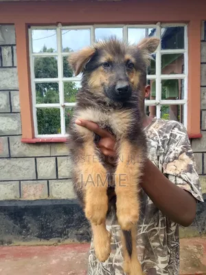 3-6 months Male Purebred German Shepherd