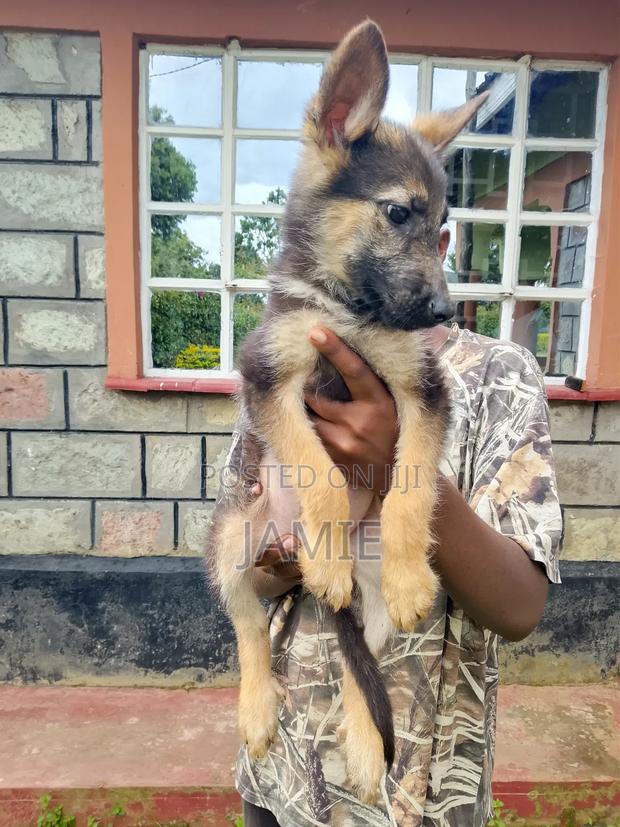 3-6 months Male Purebred German Shepherd - thumbnail 4