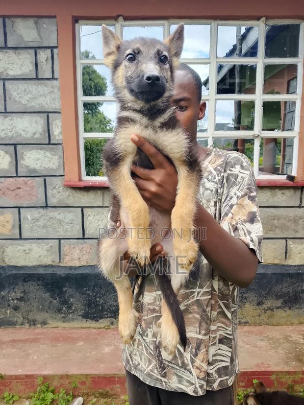 3-6 months Male Purebred German Shepherd - thumbnail 5