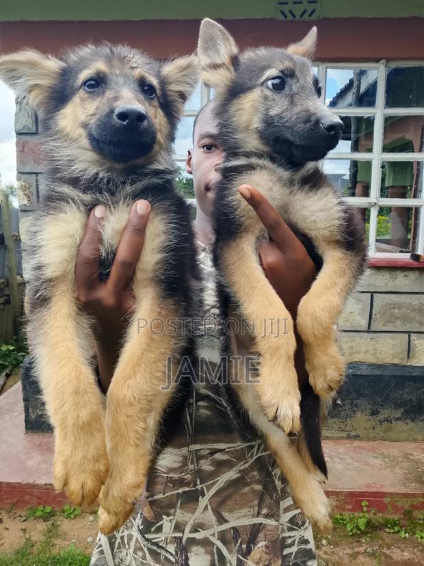 3-6 months Male Purebred German Shepherd - thumbnail 6