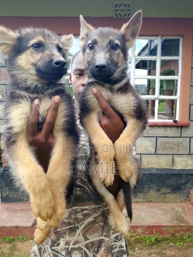 3-6 months Male Purebred German Shepherd - thumbnail 9