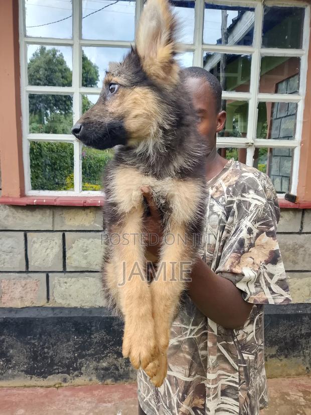 3-6 months Male Purebred German Shepherd - thumbnail 11
