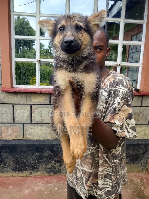 3-6 months Male Purebred German Shepherd - thumbnail 13