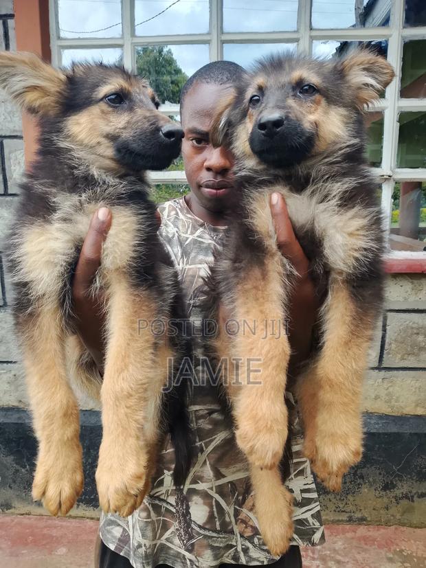 3-6 months Male Purebred German Shepherd - thumbnail 18