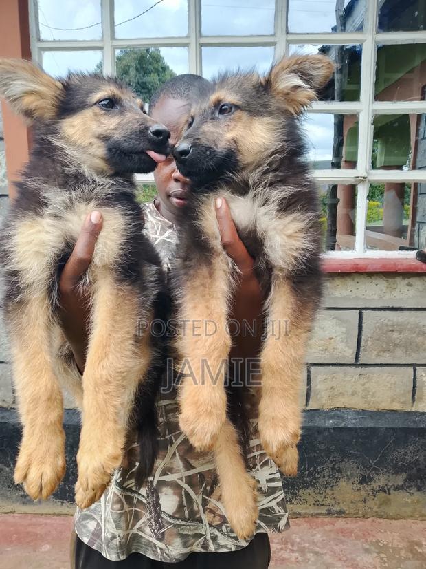 3-6 months Male Purebred German Shepherd - thumbnail 19