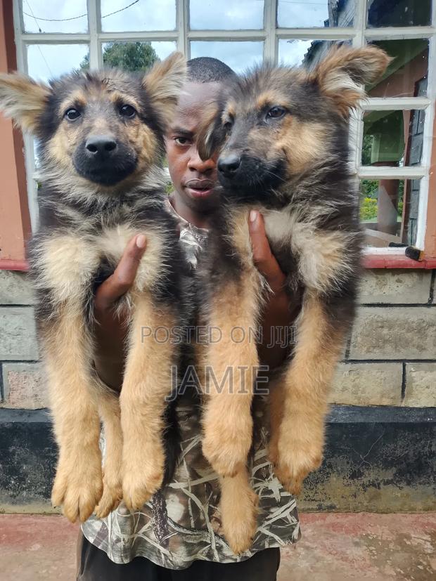 3-6 months Male Purebred German Shepherd - thumbnail 20