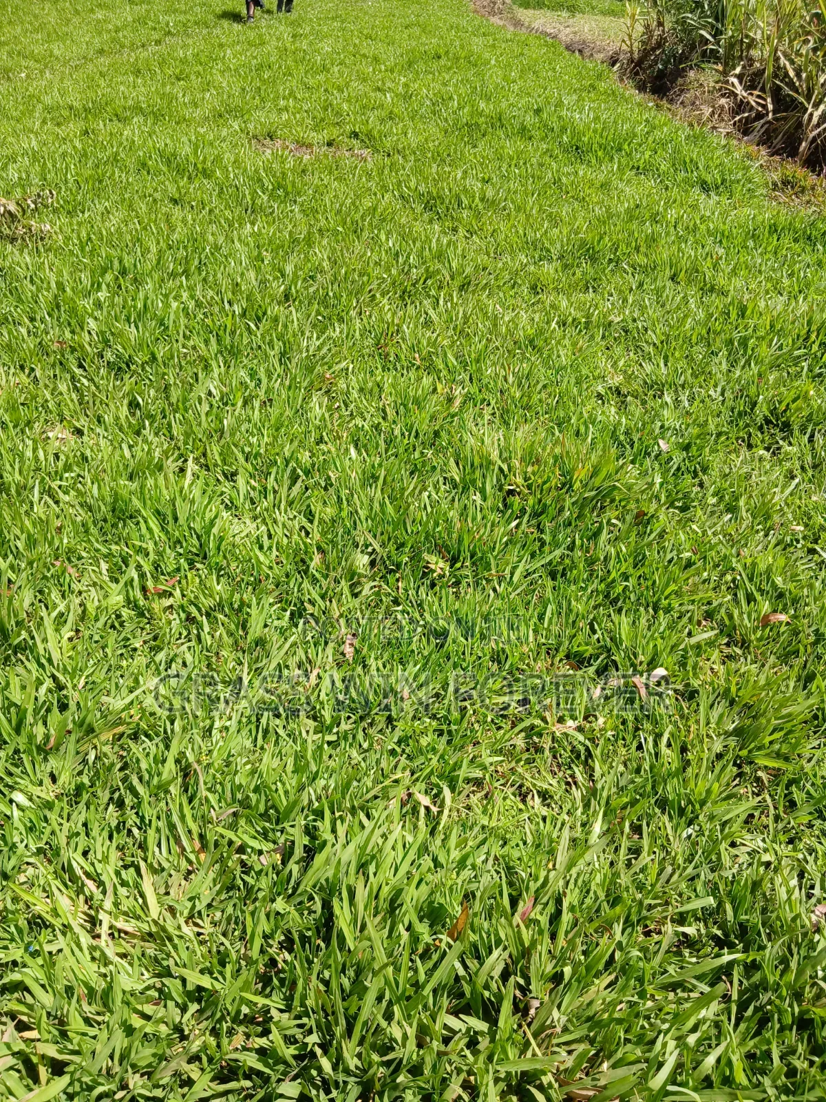 Arabic Grass Pemba Green Zibabwe Capet Grass Is Available