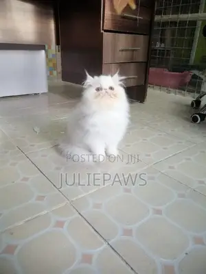 3-6 months Male Purebred Persian