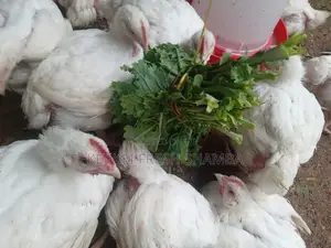 Chicken On Sale,No Chemicals,No Medication Of Any Sort