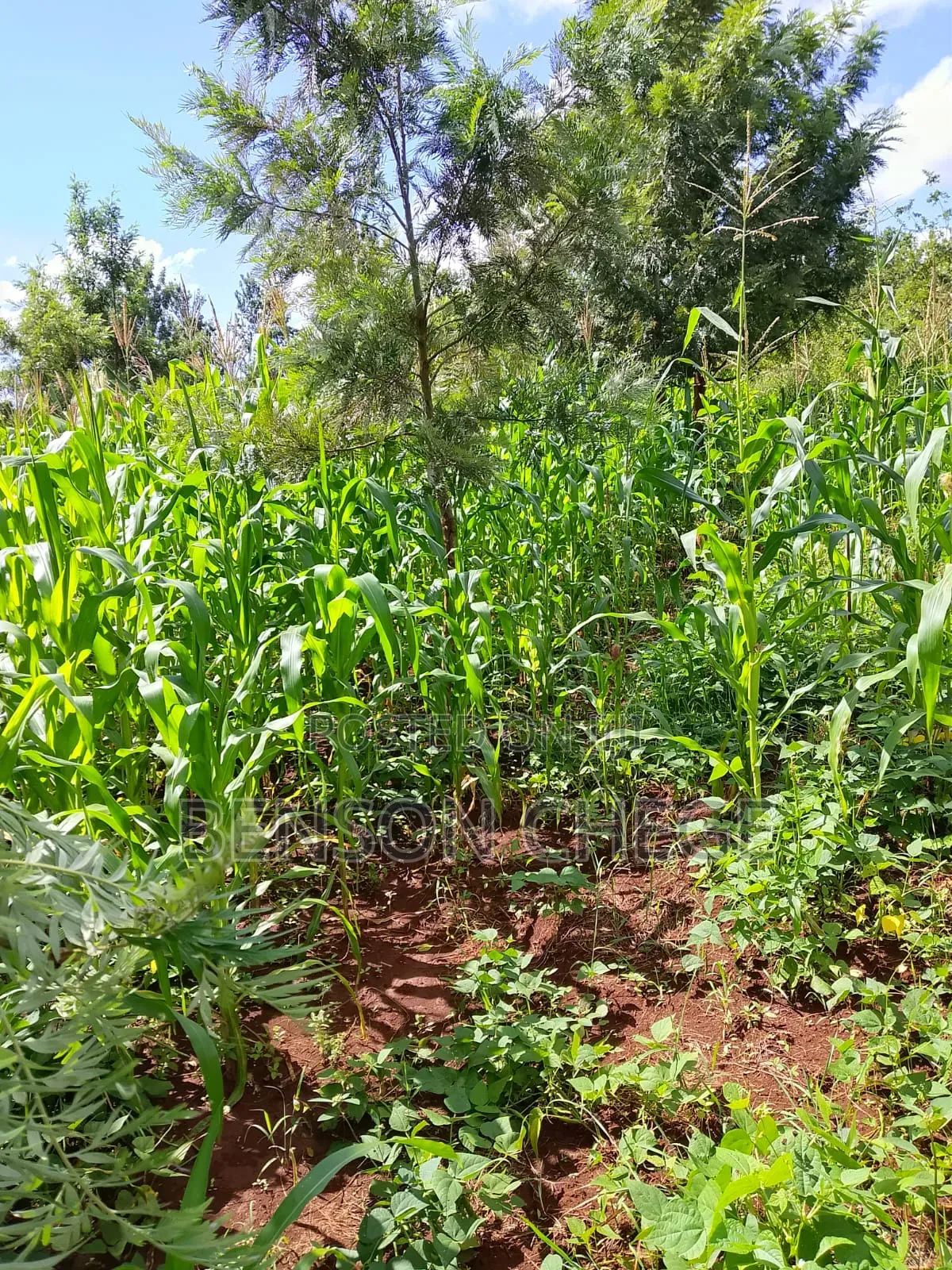 50by100plot for Sale in Kambirwa