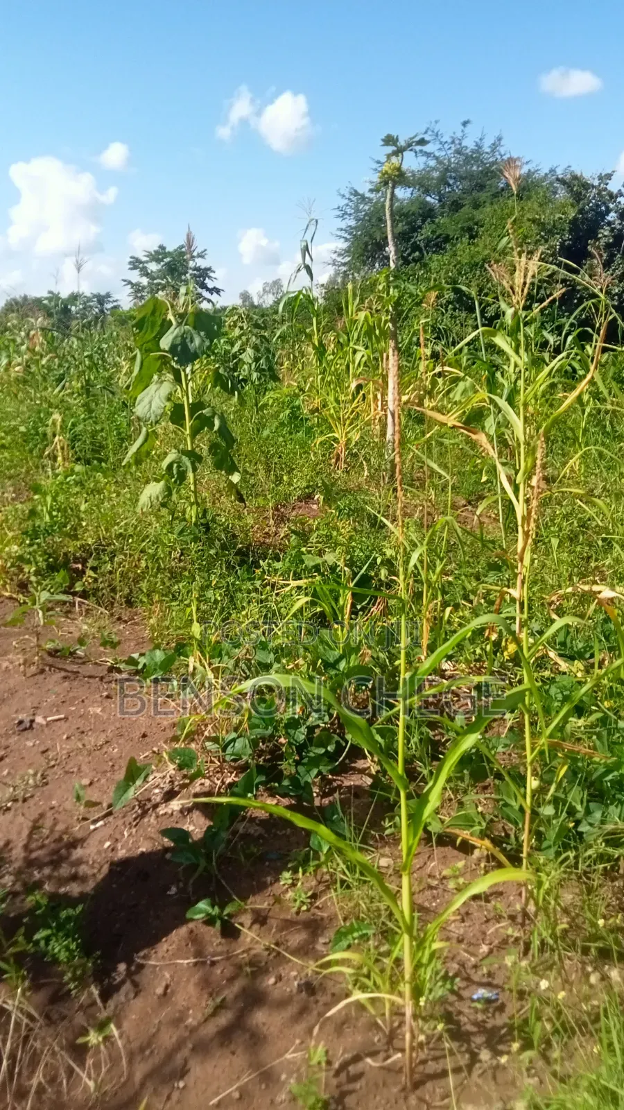 50by100plot for Sale in Kambirwa