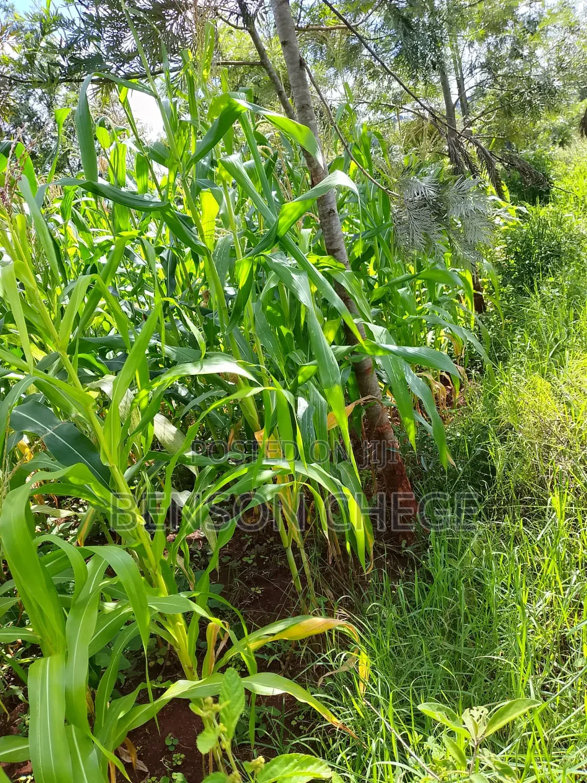 50by100plot for Sale in Kambirwa