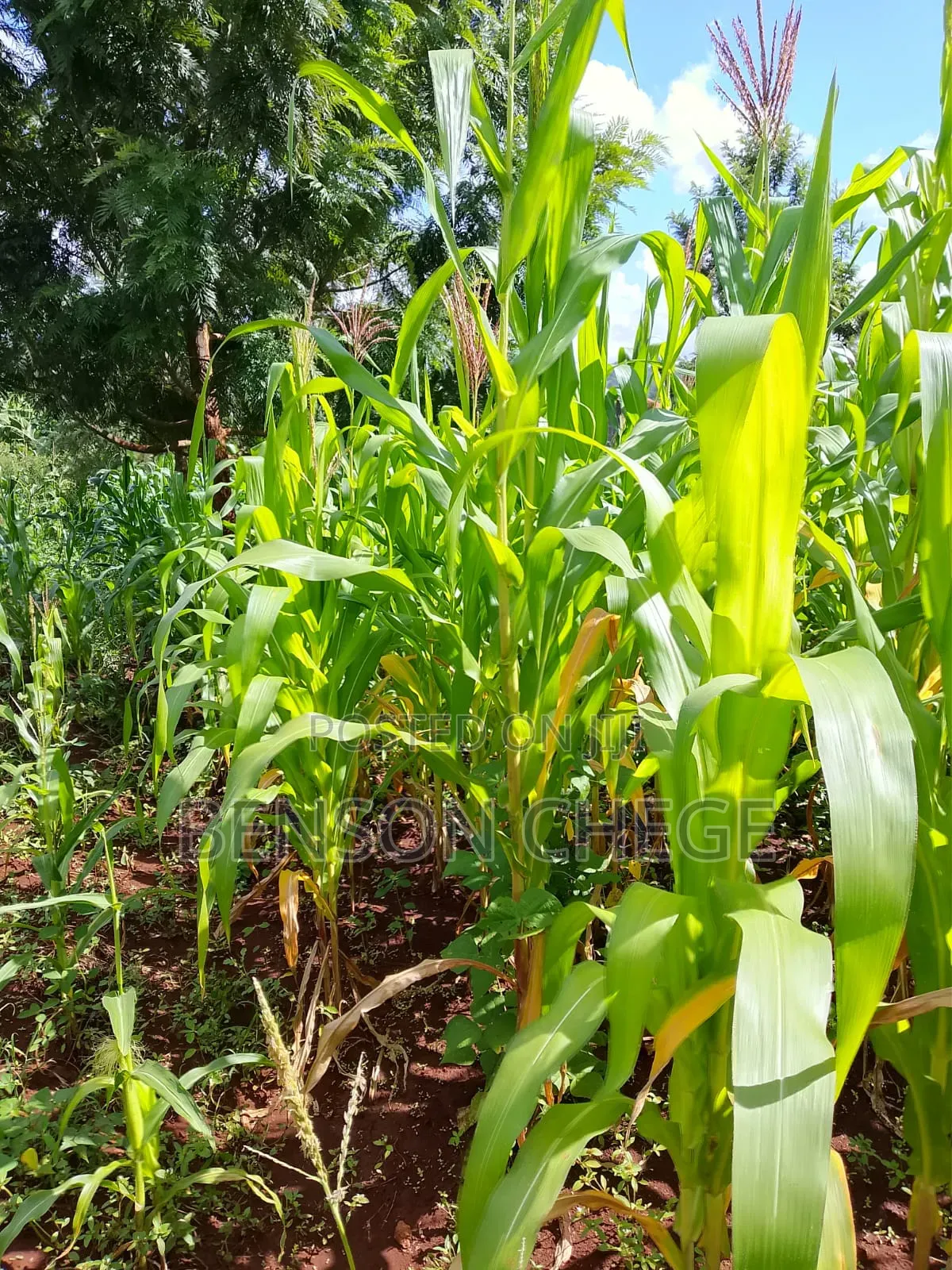 50by100plot for Sale in Kambirwa