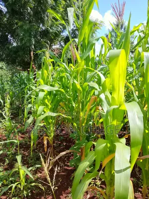 50by100plot for Sale in Kambirwa