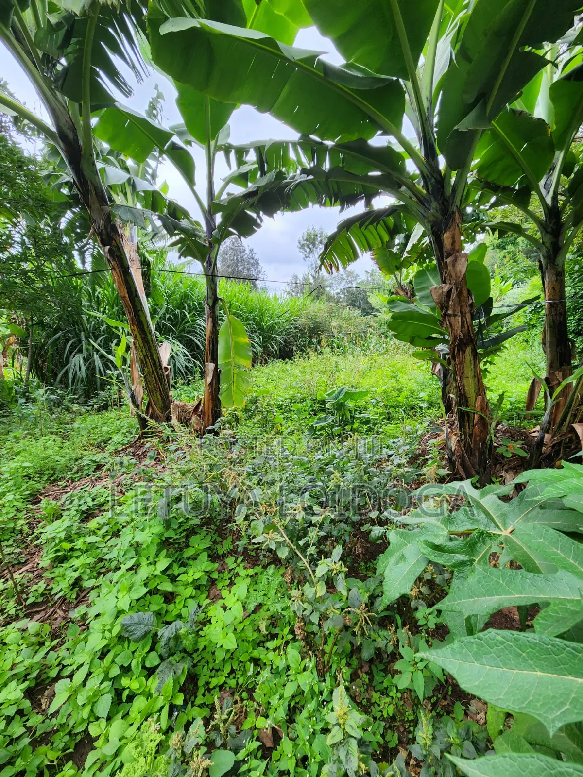Prime 1⁄2acre Residential Ngong -46