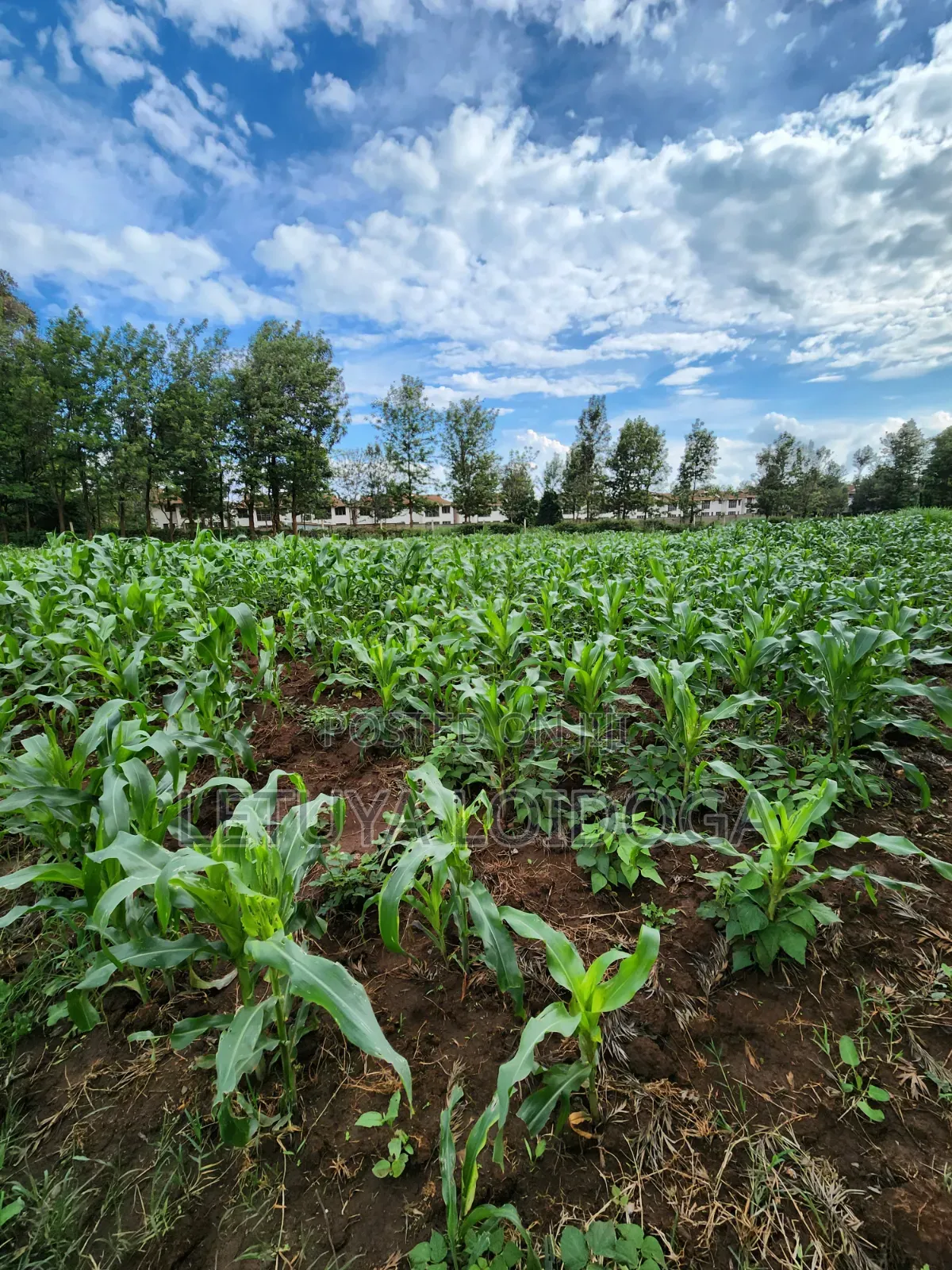 Beautiful 2 Acres Ngong-Kibiko(Chavara)