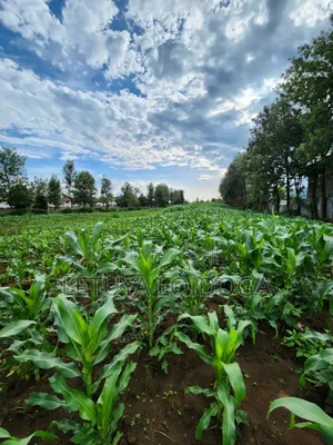 Beautiful 2 Acres Ngong-Kibiko(Chavara)