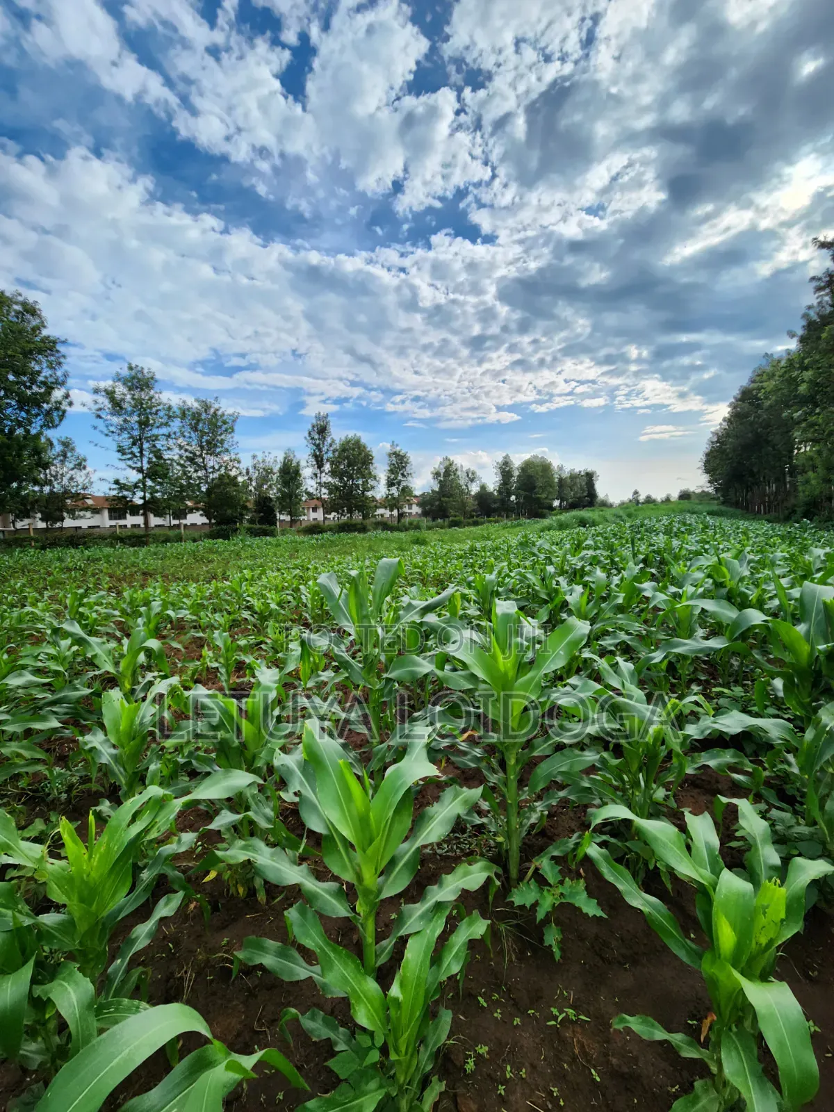 Beautiful 2 Acres Ngong-Kibiko(Chavara)