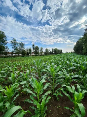 Beautiful 2 Acres Ngong-Kibiko(Chavara)
