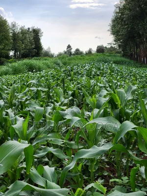 Beautiful 2 Acres Ngong-Kibiko(Chavara)