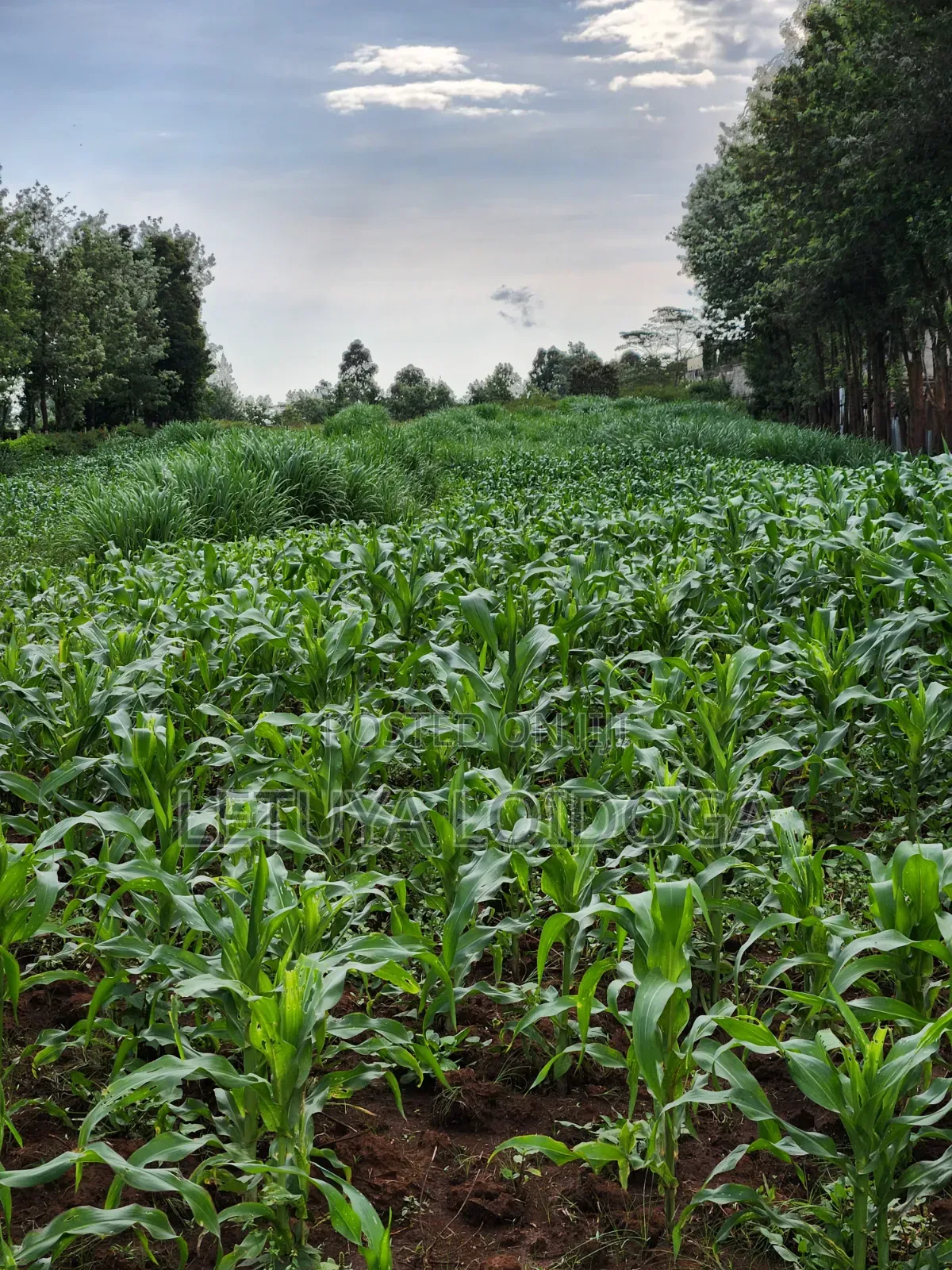 Beautiful 2 Acres Ngong-Kibiko(Chavara)