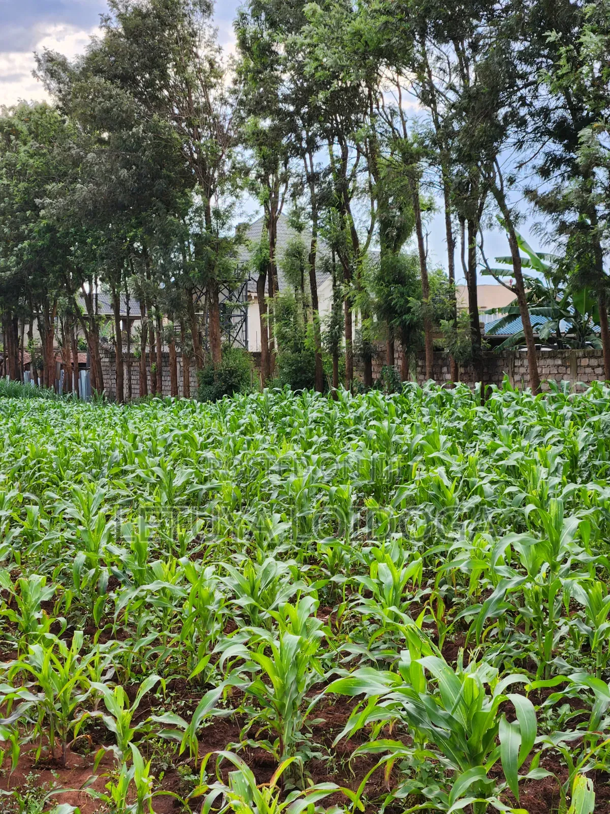 Beautiful 2 Acres Ngong-Kibiko(Chavara)