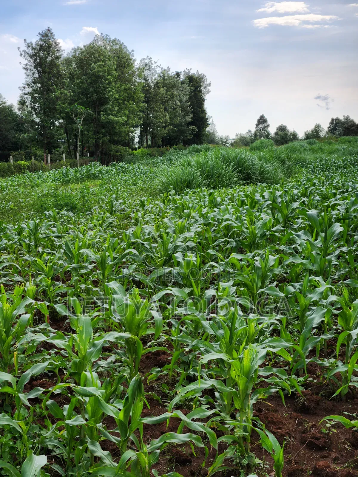 Beautiful 2 Acres Ngong-Kibiko(Chavara)