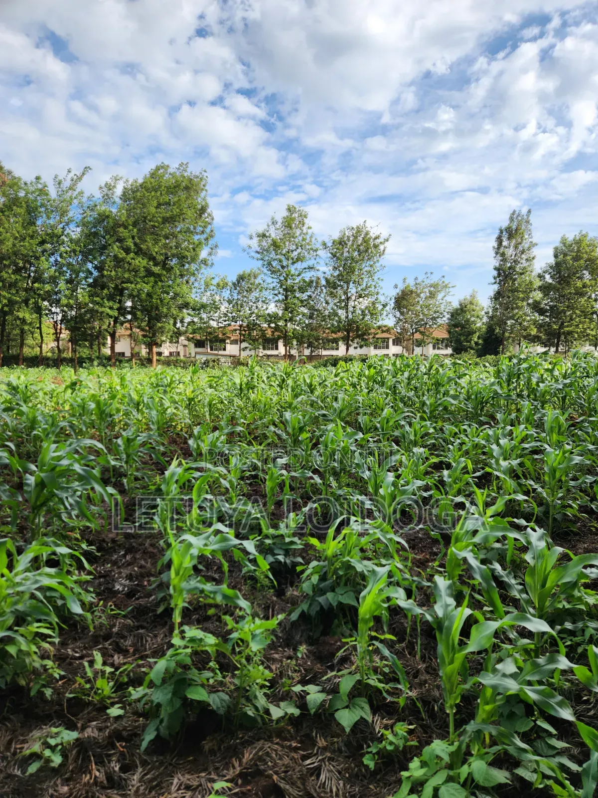 Beautiful 2 Acres Ngong-Kibiko(Chavara)