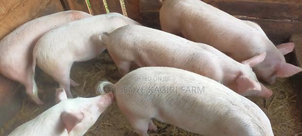 6.5months Large White Gilts for Sale(Not Served) - thumbnail 2