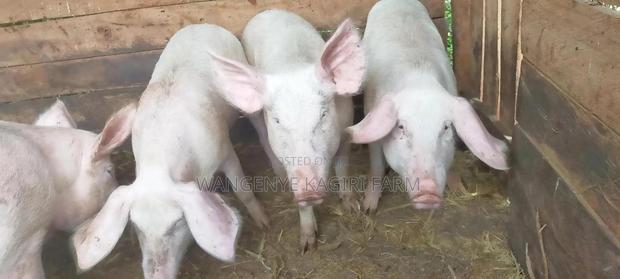 6.5months Large White Gilts for Sale(Not Served)