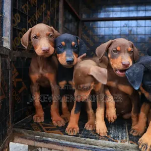 1-3 months Male Purebred Doberman Pinscher