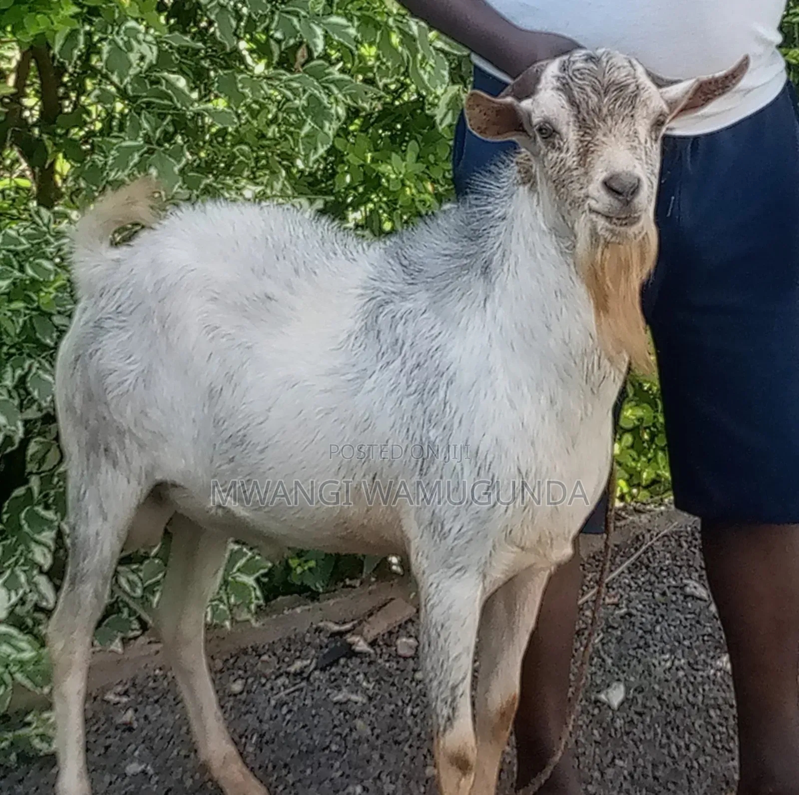 A He Goat, And Sheeps For Sale
