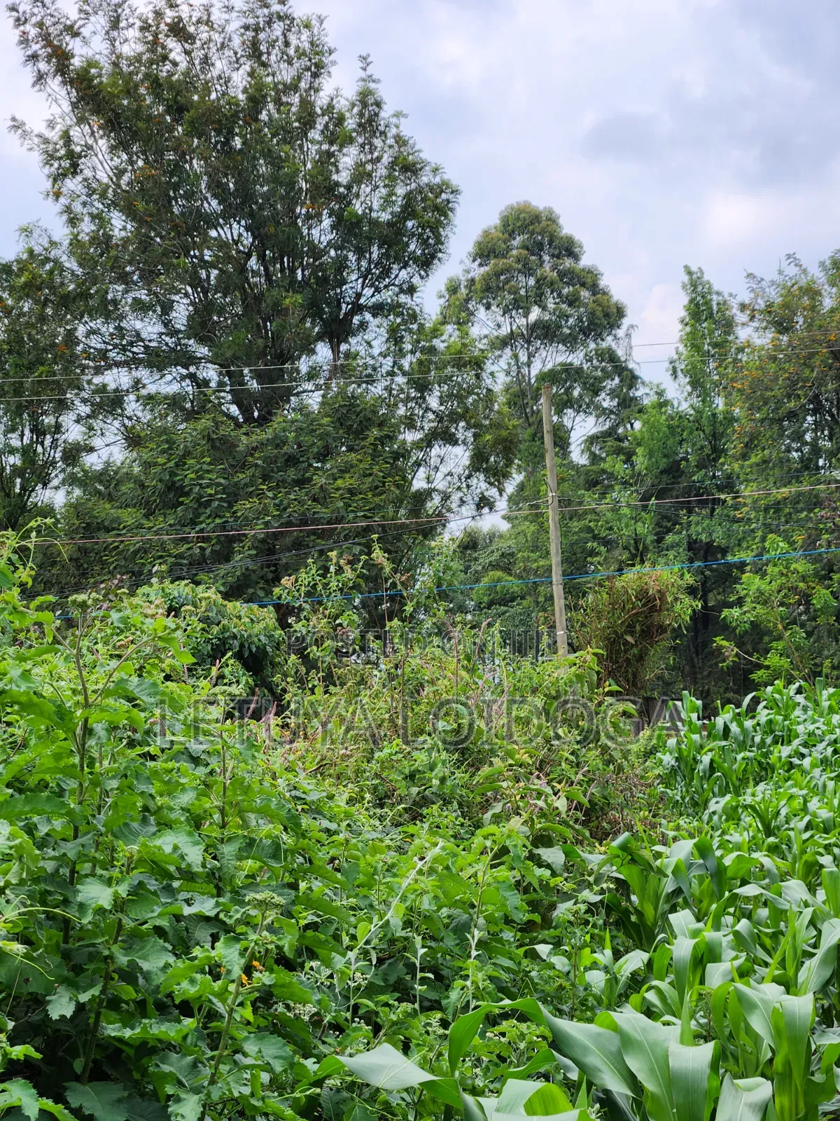 A Prime 1⁄2 Acre Ngong Lemiso Road