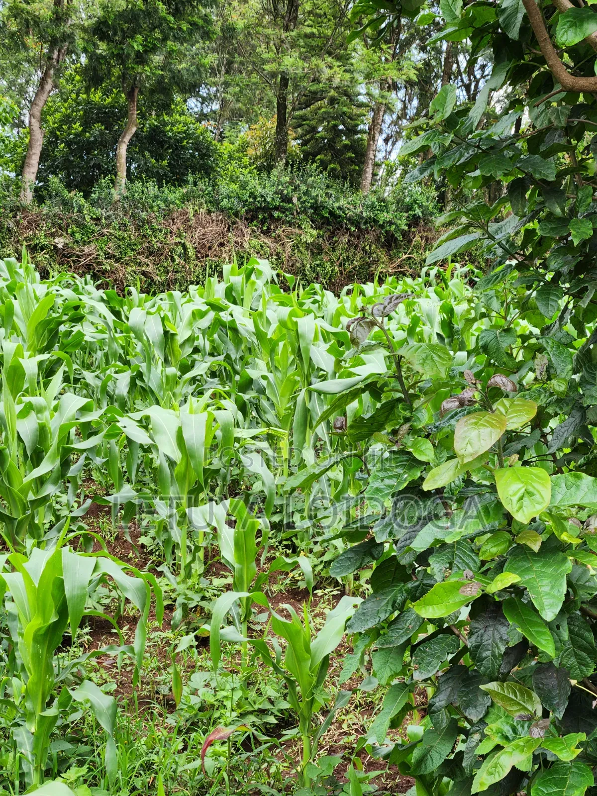 A Prime 1⁄2 Acre Ngong Lemiso Road