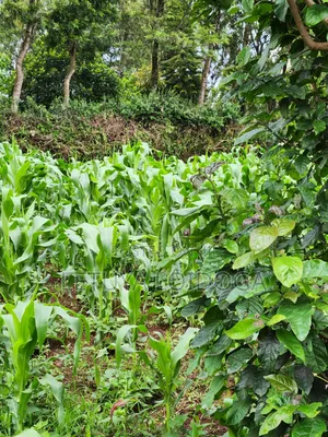A Prime 1⁄2 Acre Ngong Lemiso Road