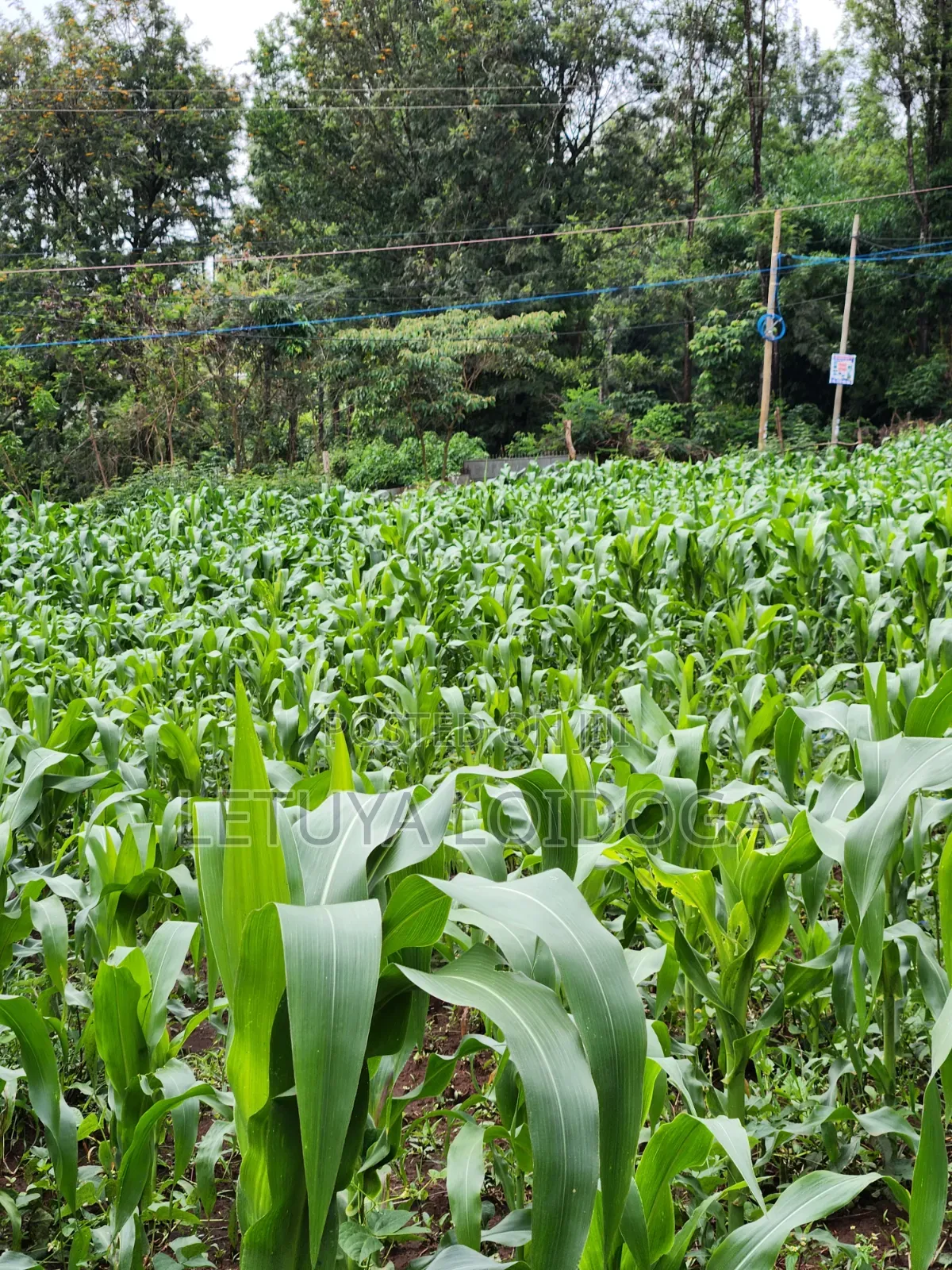 A Prime 1⁄2 Acre Ngong Lemiso Road
