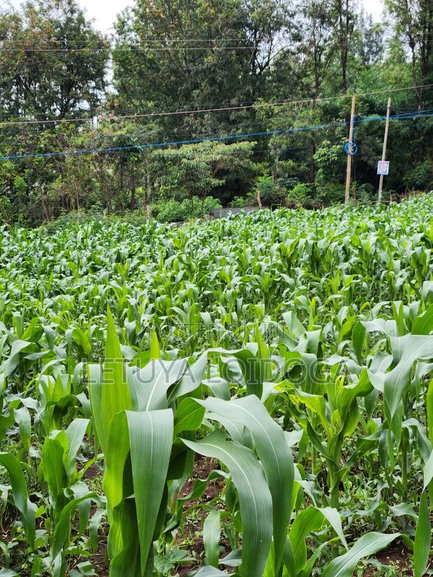 A Prime 1⁄2 Acre Ngong Lemiso Road - thumbnail 6