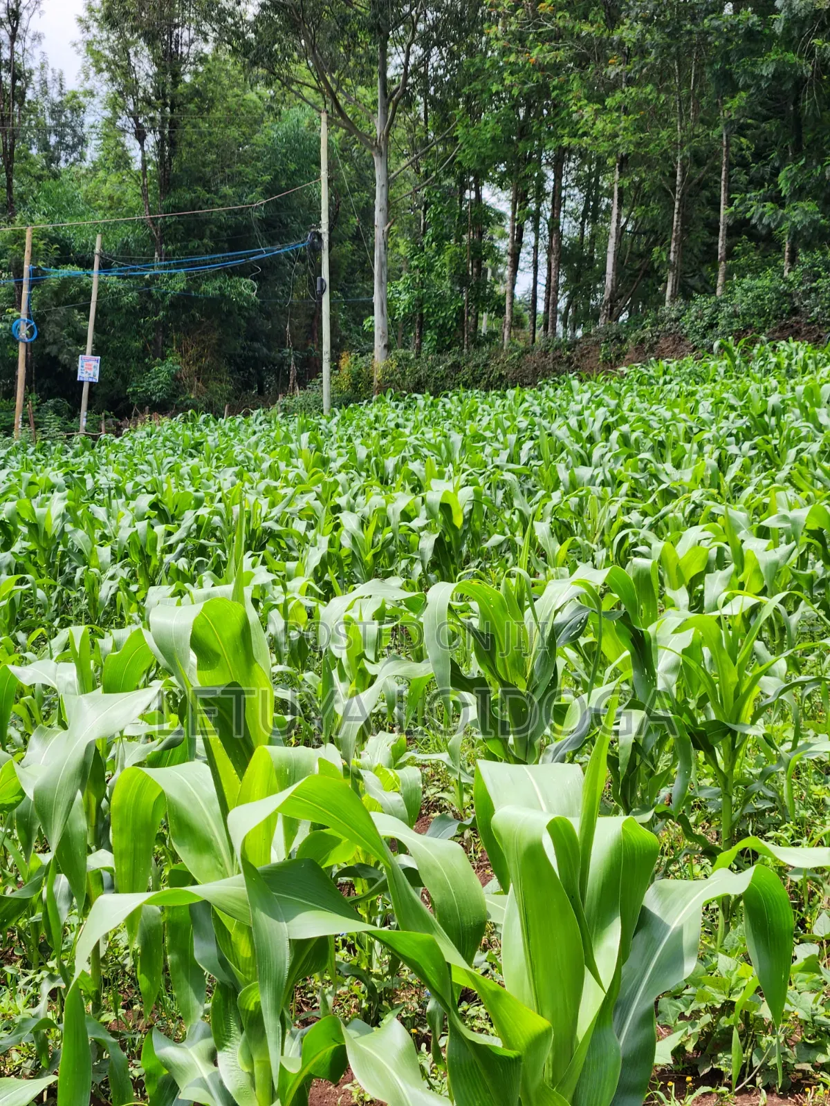A Prime 1⁄2 Acre Ngong Lemiso Road
