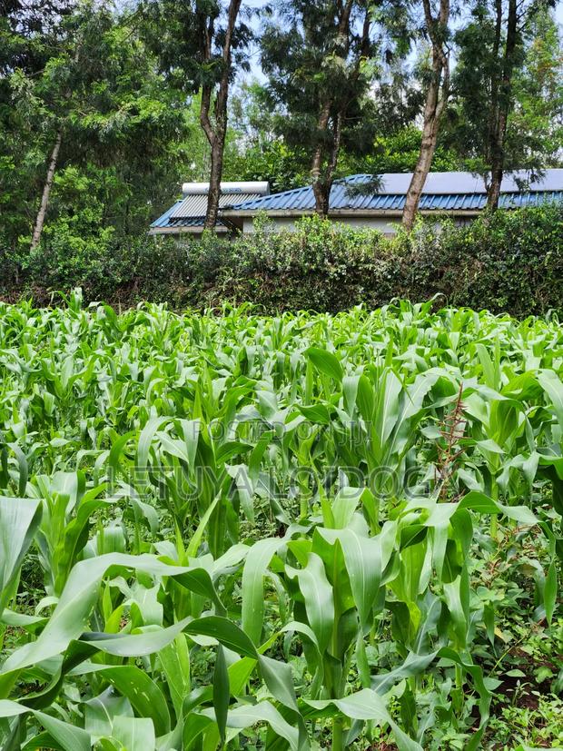 A Prime 1⁄2 Acre Ngong Lemiso Road - thumbnail 8