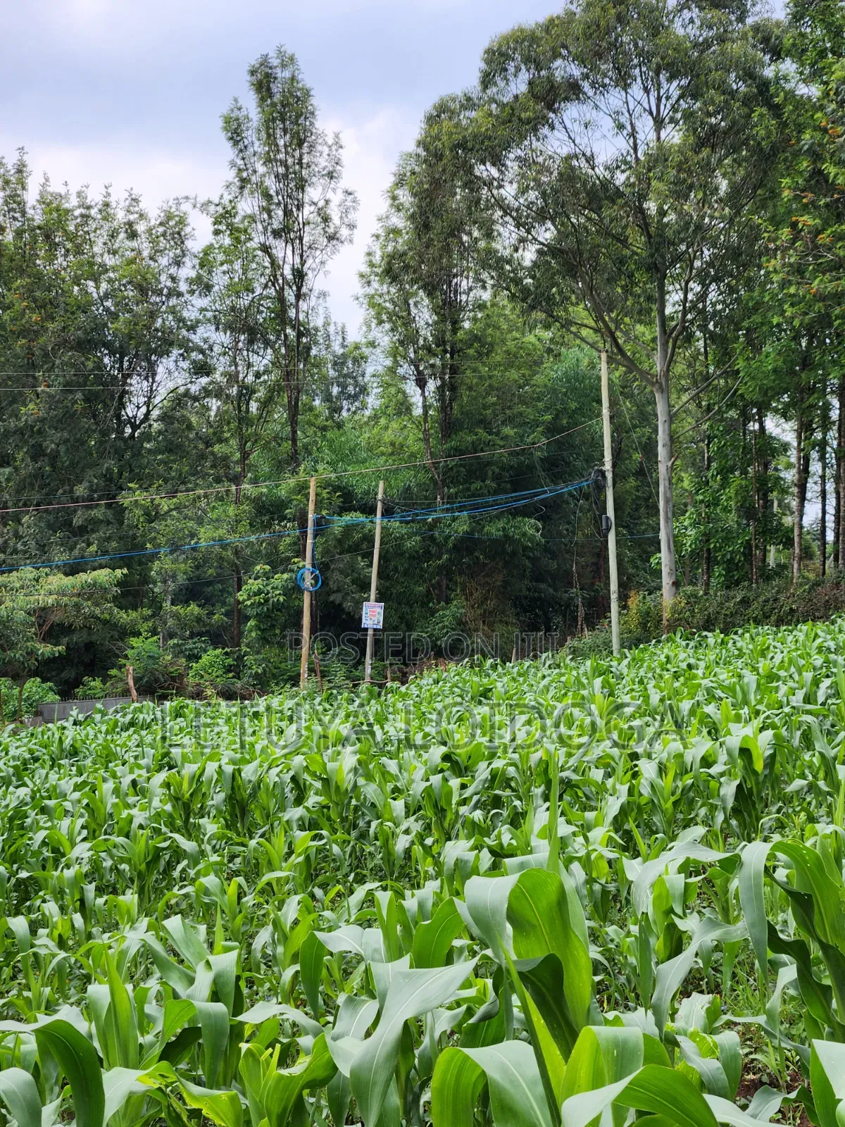 A Prime 1⁄2 Acre Ngong Lemiso Road
