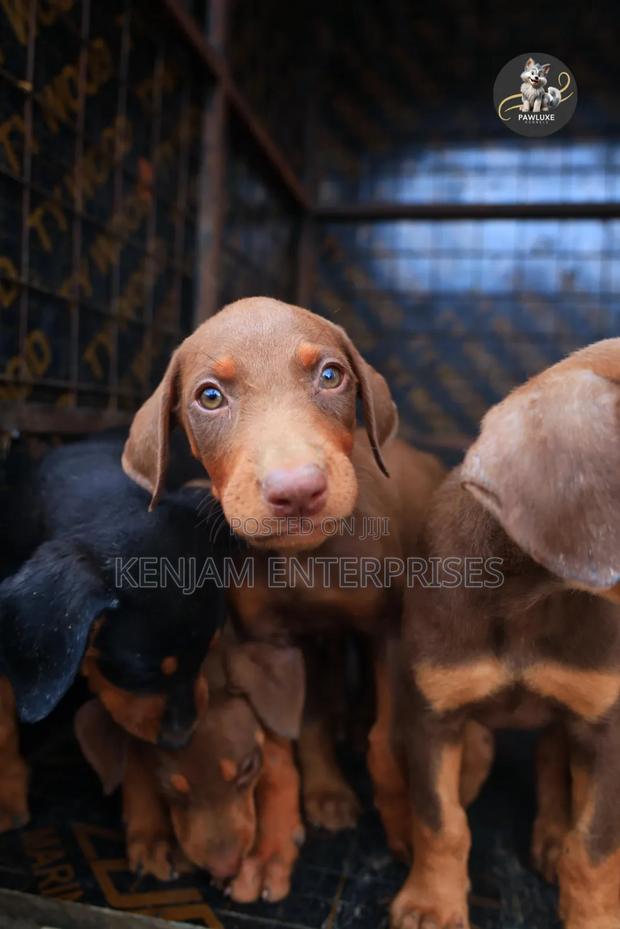 1-3 months Male Purebred Doberman Pinscher