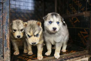 1-3 months Male Purebred Siberian Husky