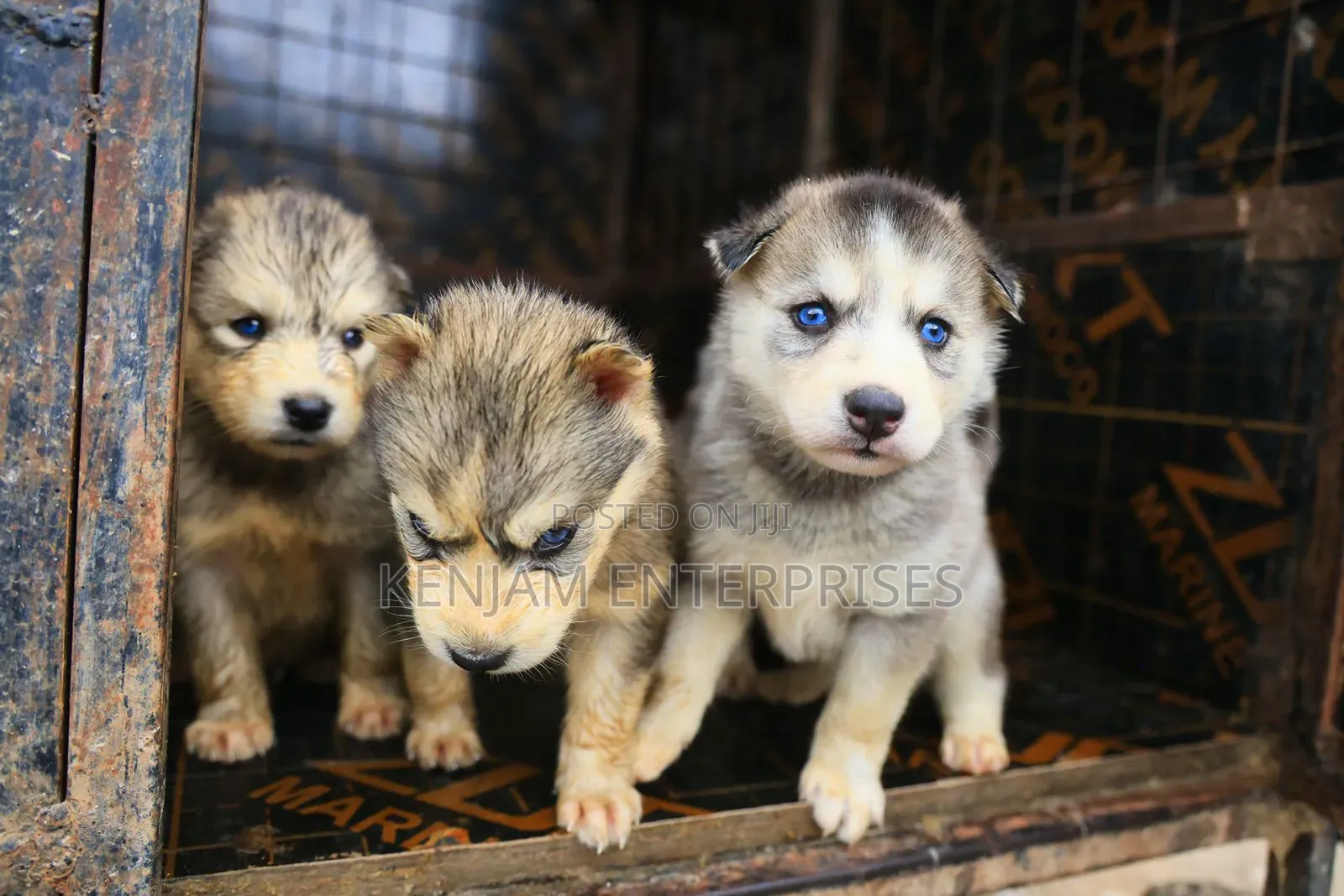 1-3 months Female Purebred Siberian Husky