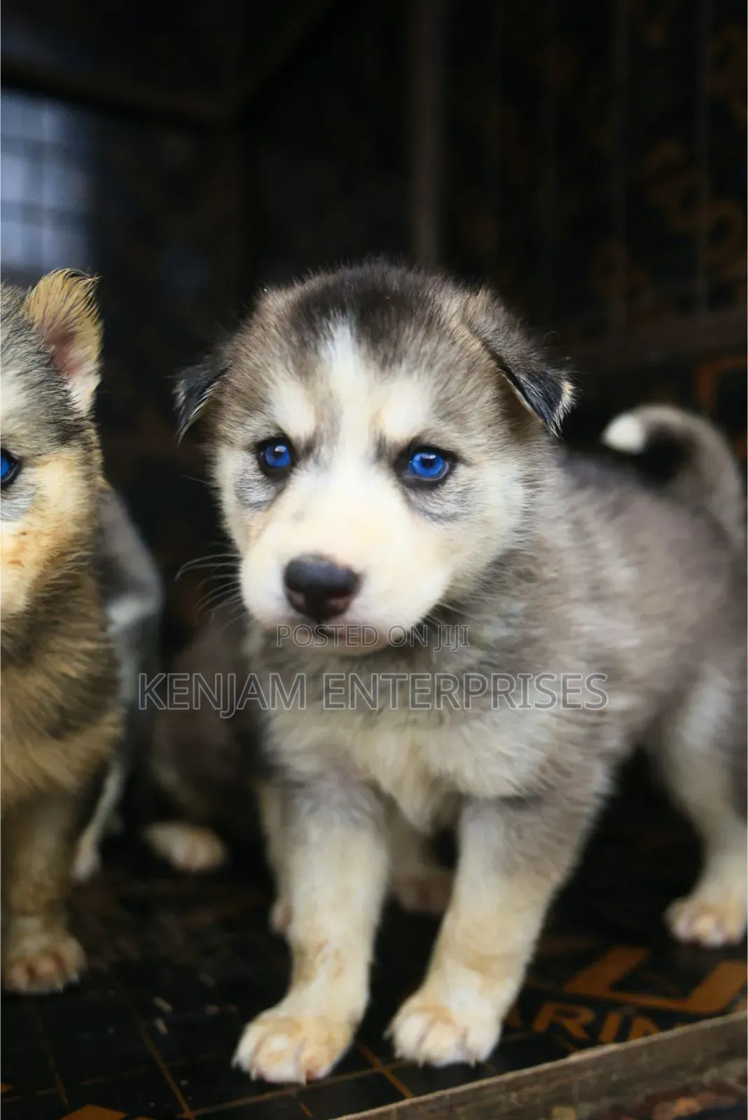 1-3 months Male Purebred Siberian Husky