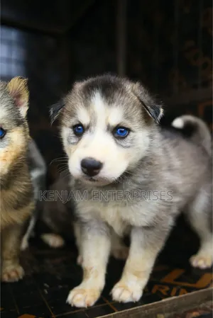 1-3 months Male Purebred Siberian Husky