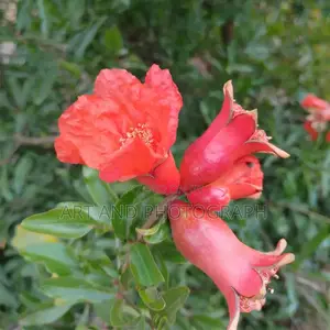 Nature Photographer