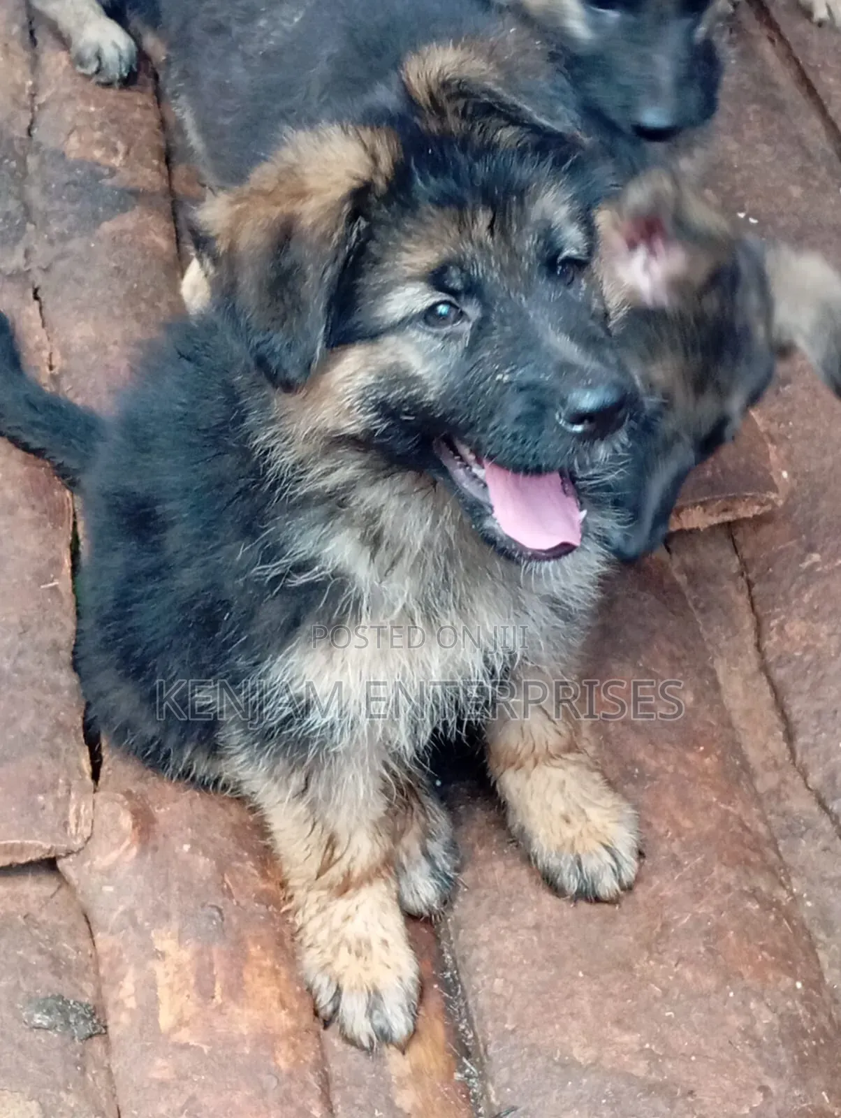 1-3 months Female Purebred German Shepherd