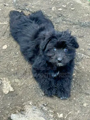 1-3 months Male Purebred Havanese